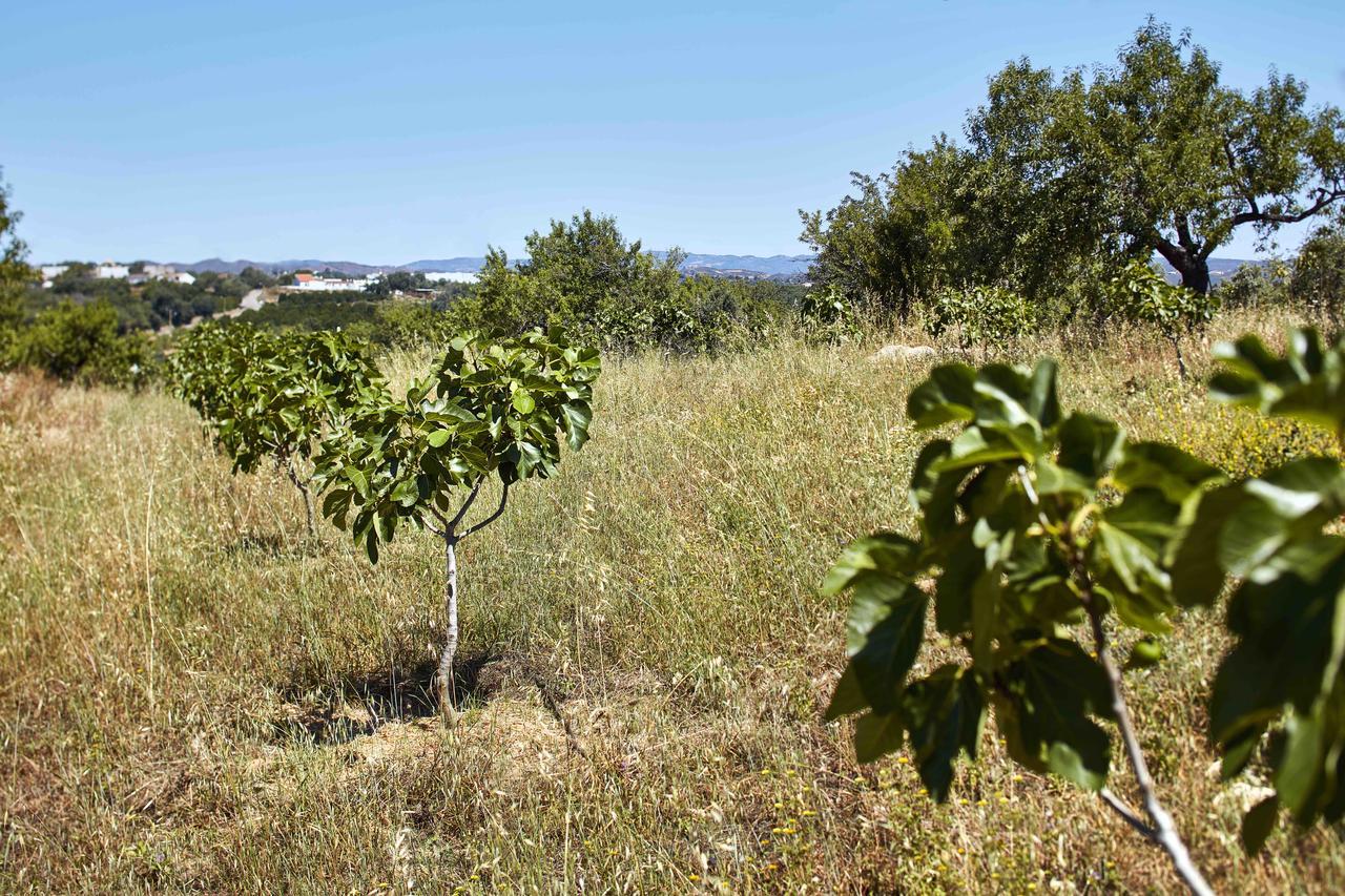 Monte Do Alamo - Turismo Rural Tavira Exterior photo